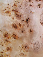 Poplar burl