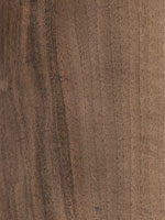 European walnut